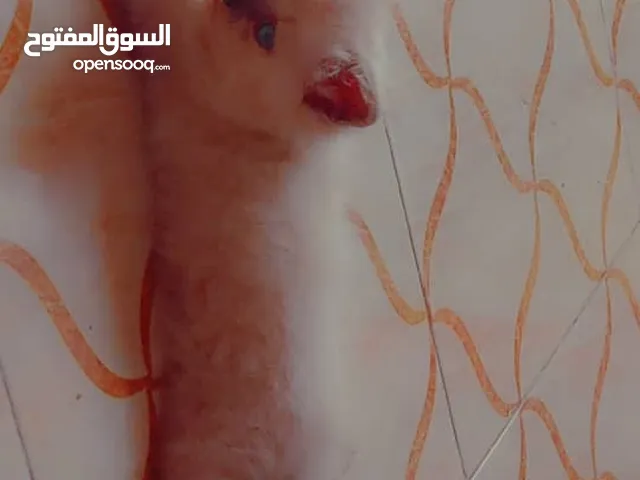 قطه هيملايا شهر ونص