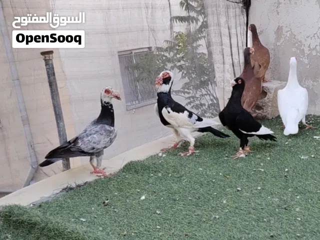 حمام خشنه للبيع