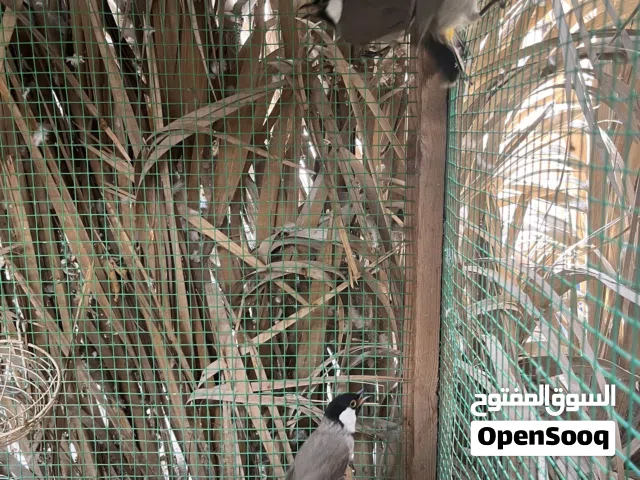 للبيع بلابيل الحبه 3 دينار