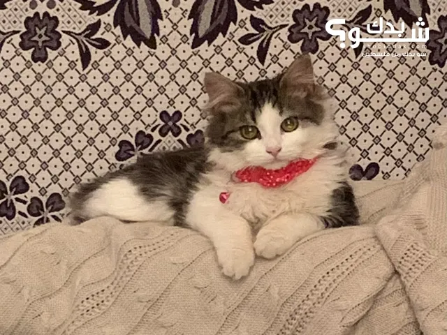 قطة شيرازية عمر ست اشهر