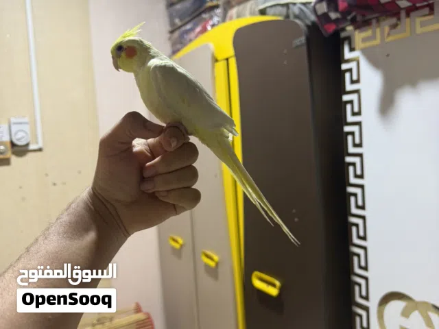 كوكتيل شكري