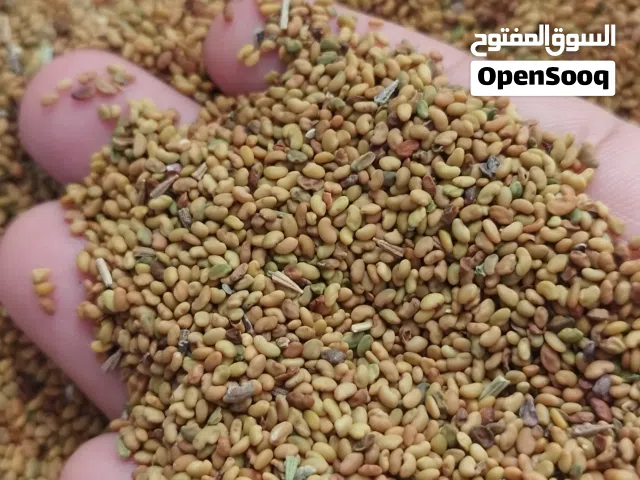 يوجد بذر قت عماني ممتاز ومضمون ذهب ماشاء الله ..الكمية محدودة