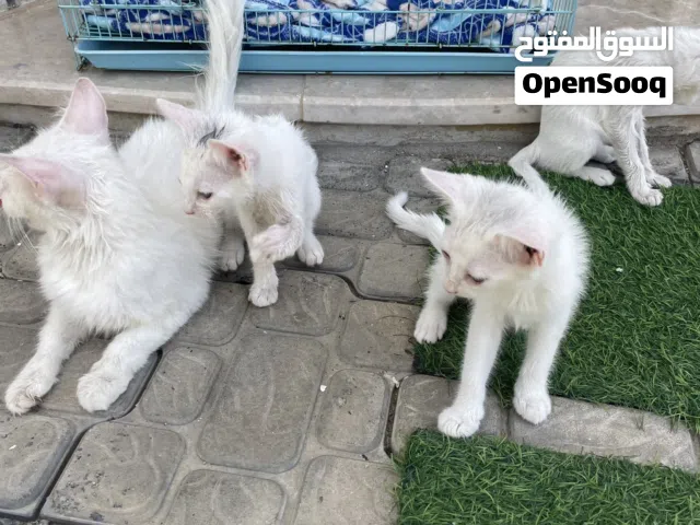 قطط شيرازيه