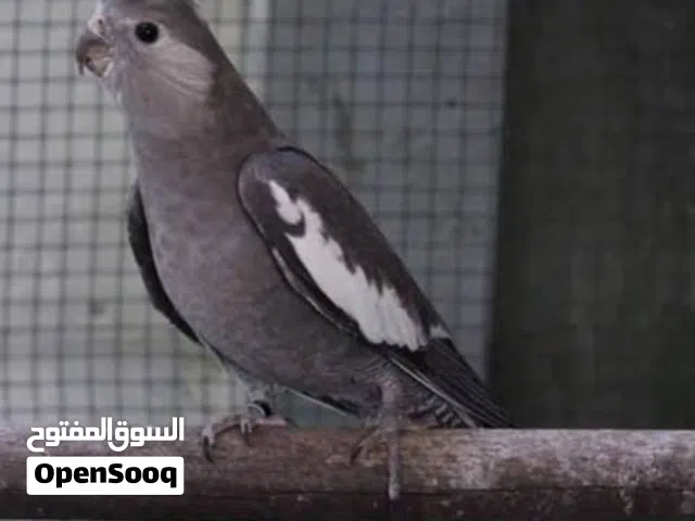 انثى كوكتيل وايت فيس