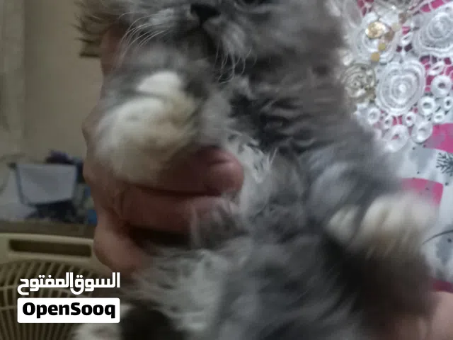 بيع قطط شيرازي شانشيلا