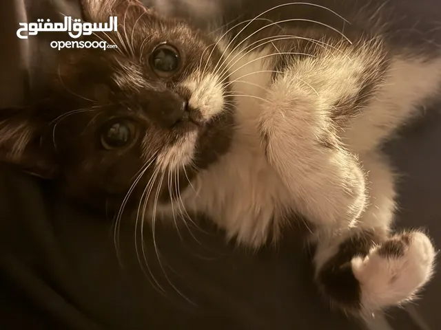 قط عمره شهرين kitten