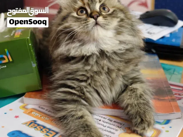 3 قطط إناث شيرازي أنجورا تركي ، شعر كثيف جدا، عمر( شهرين و 10 ايام)