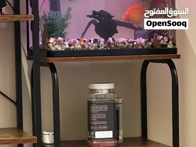 حوض سمك مع 3 اسماك و الاكسسوارات