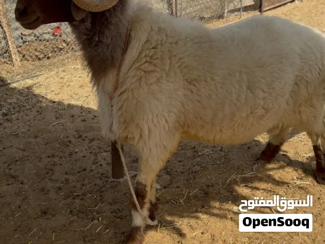 خروف نعيمي سديس ، جرمه طيب وصحته زينه وسمنته طيبه