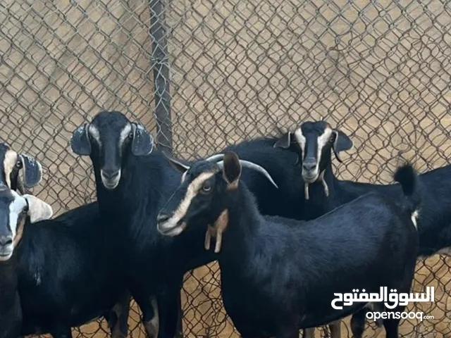 حلال حو بيور للتربية