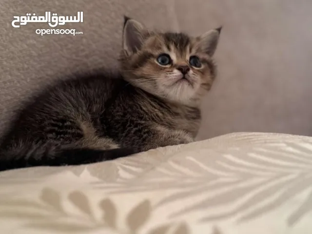 كتن سكوتش ستريت