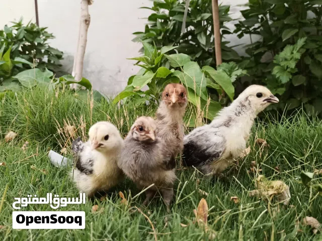 كتاكيت فيومي
