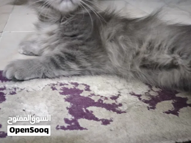 قط برتش لونج هير