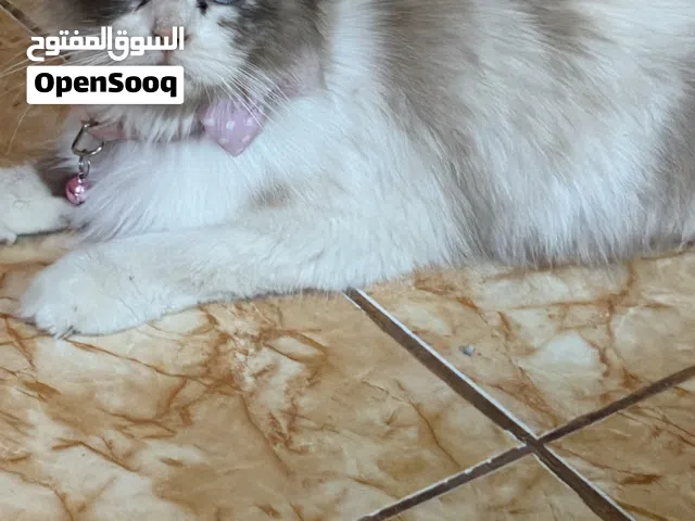 قطط للبيع ام و أطفالها