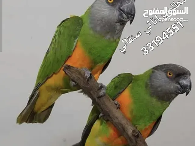 مطلوب اناث سنقالي