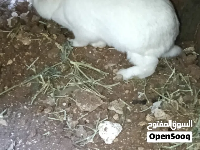 ذكر ارنب شغال العمر سنه موجود باربد حواره رقم التليفون