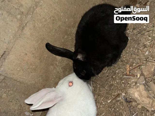 6ارانب للبيع