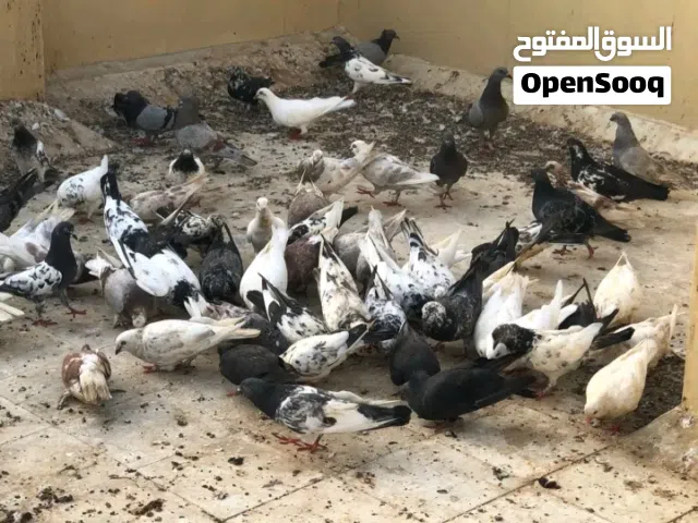 حمام للبيع