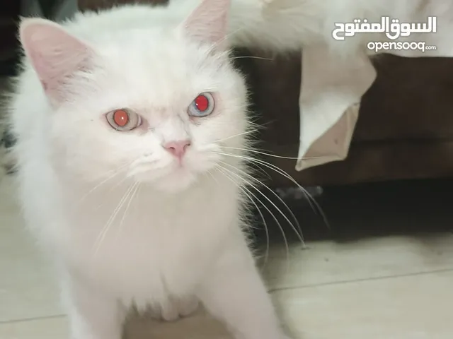 قطه شيرازي عمر سنه عيون حمر نادره موجوده في نابلس للتبني بشروط