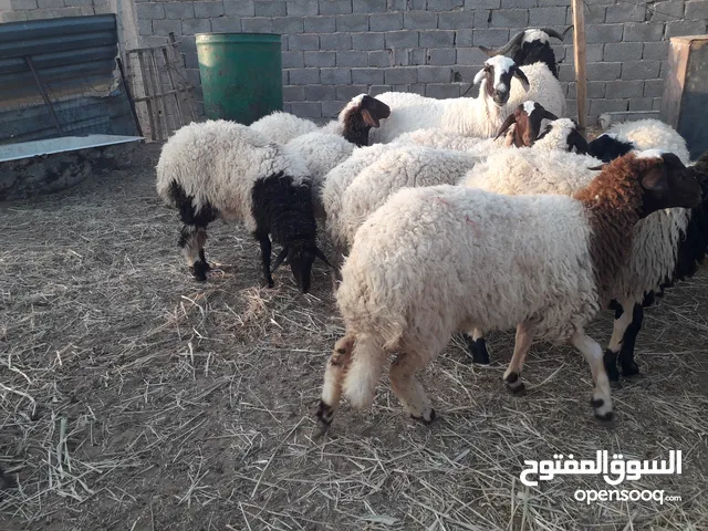 افطايم للبيع ماشاء الله عمرهم ثمانية أشهر