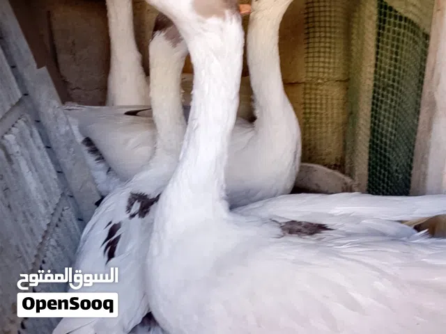 السلام عليكم بطوط للبيع مخلفات