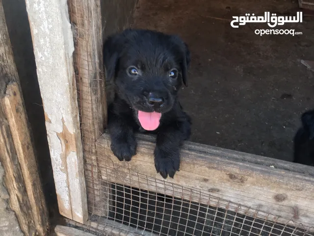 جراوي روتات ولاد البطل مارك