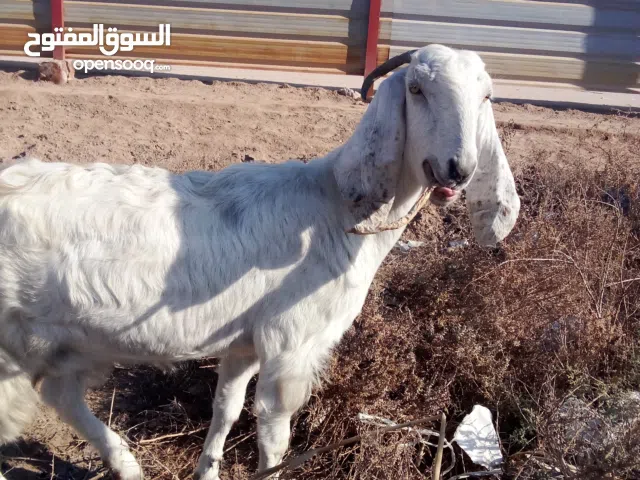 صخله للبيع أقره الوصف