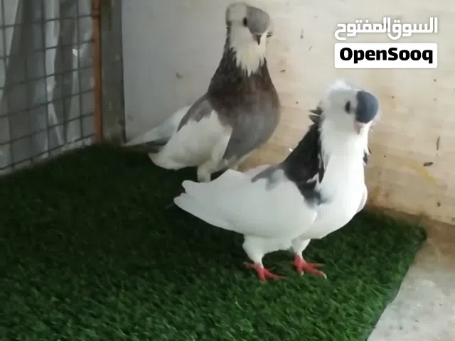 متاح جوز فيينا