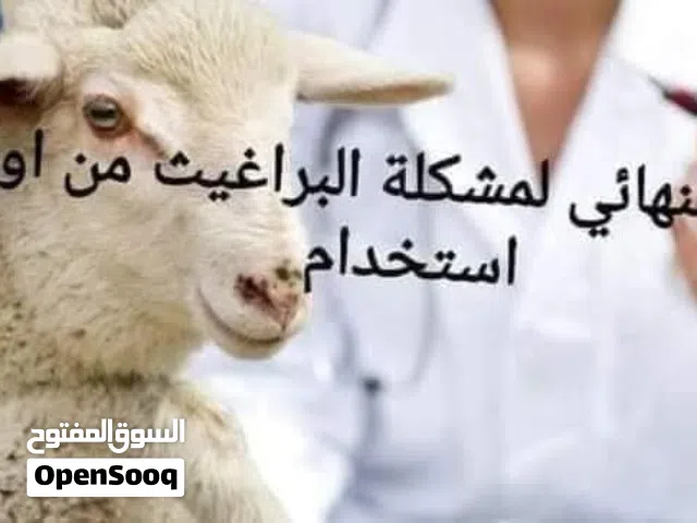 متوفر لدينا علاج فعال للبراغيث امن على الاغنام مكفول ان شاء الله