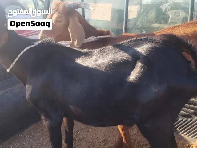 زوز جديان واحد عربي وتاني فرنسي