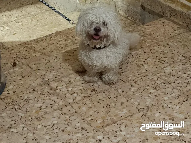 كلب جيد نوع مالتيز