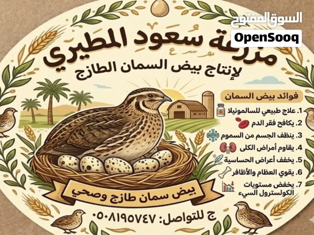 بيض سمان وبيض بلدي من المزرعة إلى بيتك