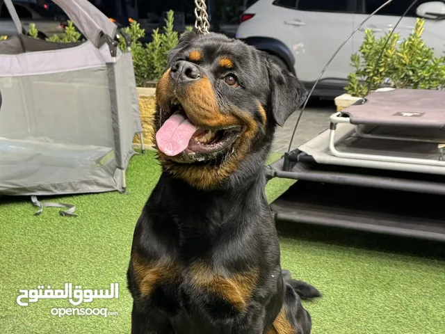 روت وايلر ذكر