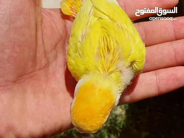 عصافير روز اوبلاين اورنج