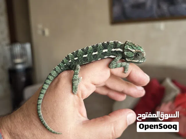 للبيع حرباء يمنية محجبه ، مع القفص