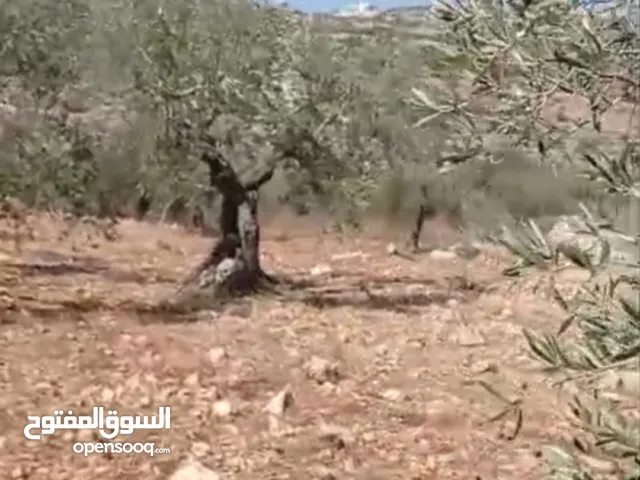 ارض للبيع في منطقه بيرزيت مساحه  600متر  صالحه للبيناء