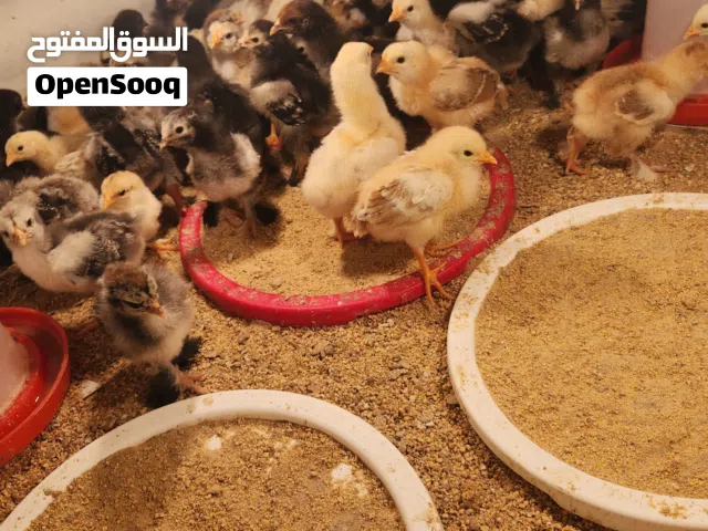 كتكوت براهما وسبرايت انيق وعربي