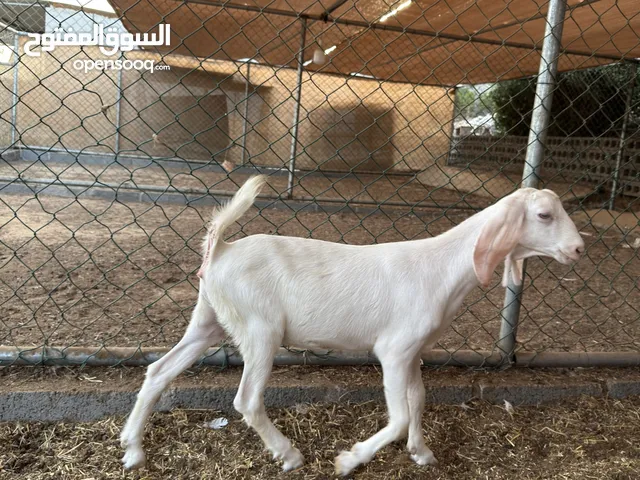 Kamoi Goat Arabic Mix