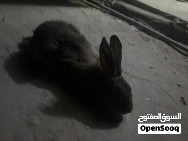 أرنب أنثى للبيع العمر 4اشهر ونص