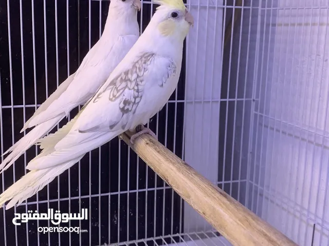 متاح زوج كوكتيل الفحل كريم فيس بايد بيرل و النثية كلير بايد