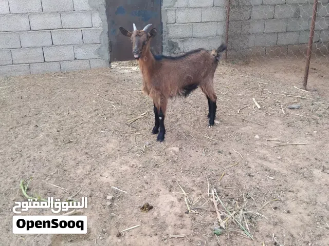 عناق فرنسية الالبين