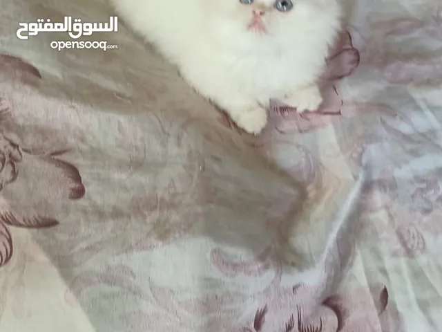Pure Persian Kittens