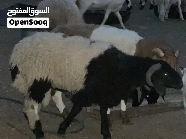 خرفان عيد الله يبارك من 1800 لا 3750