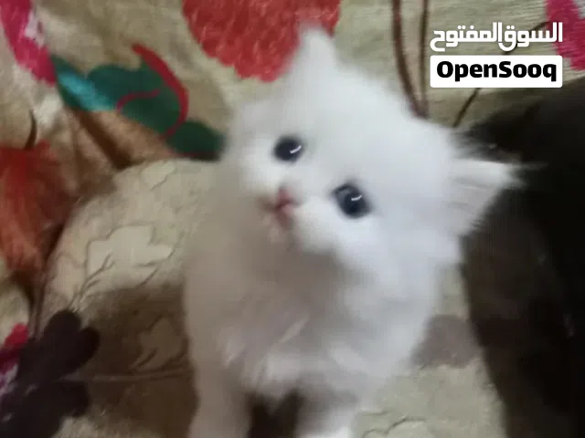 قطط شيرازي