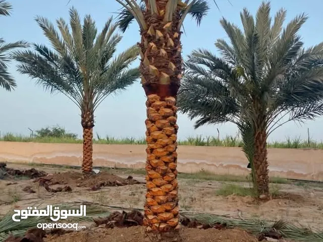 أجود انواع النخيل