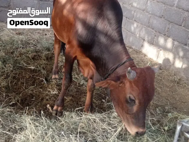 ثور و أبقار للبيع