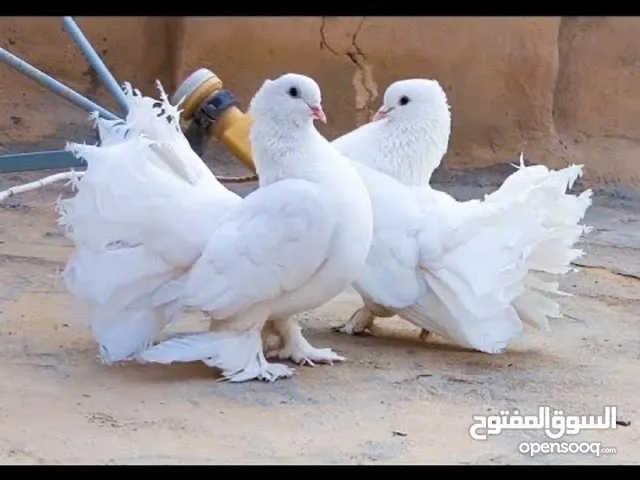 حمام عروسة