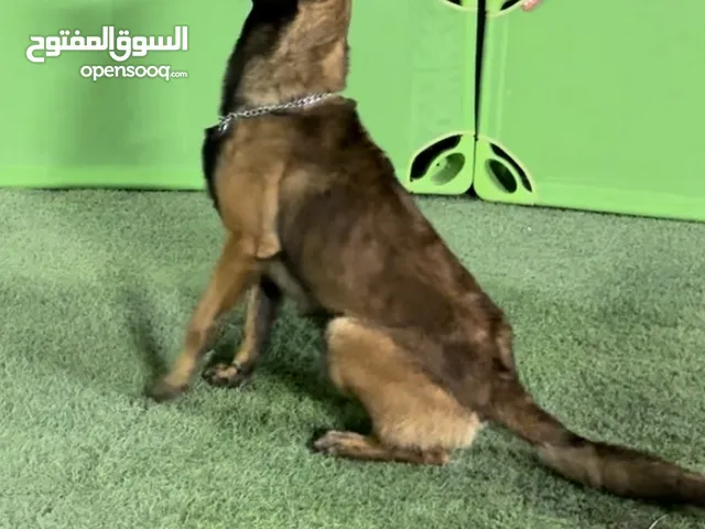 تدريب وفندقه للكلاب training and hotel for dogs