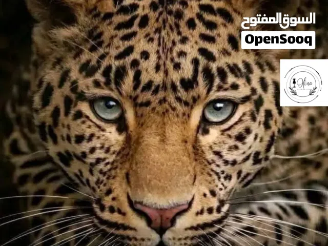 بيجاما نموري وفيها زوج انواع مرحبا بيكم