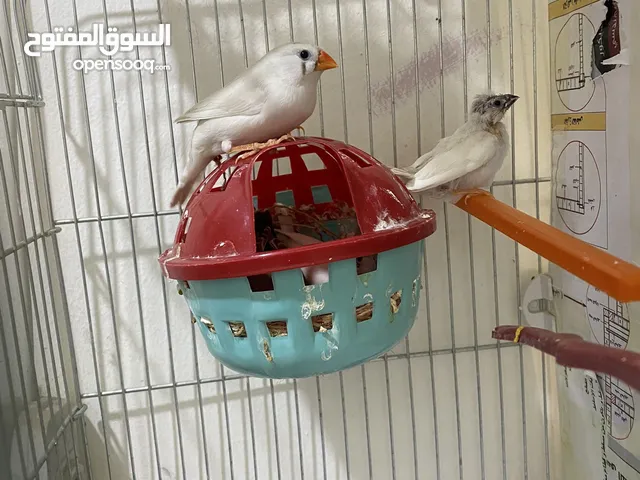 طيور جنه للبيع الام واولادها